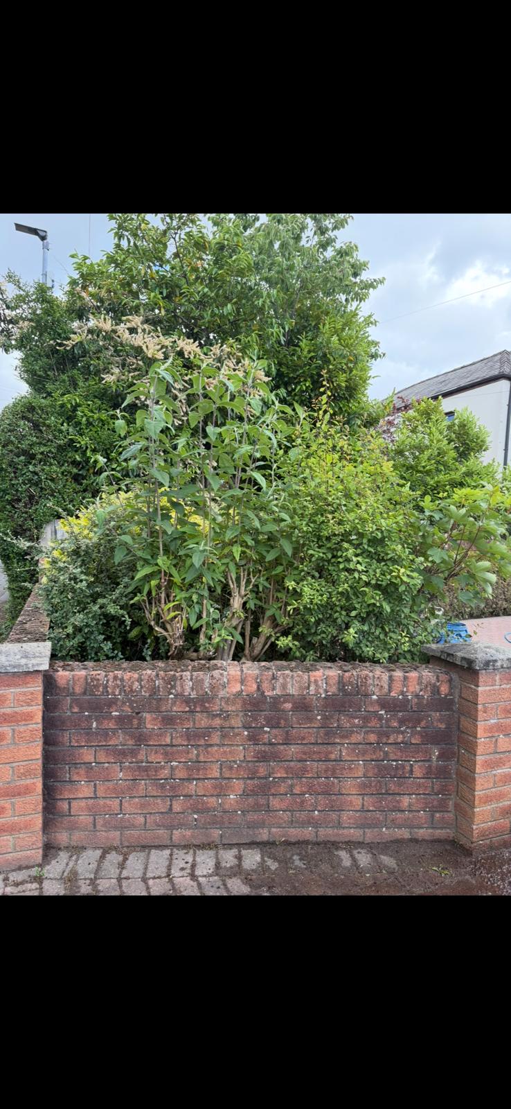 Garden brick wall before cleaning - dirty brickwork with overgrown shrubs