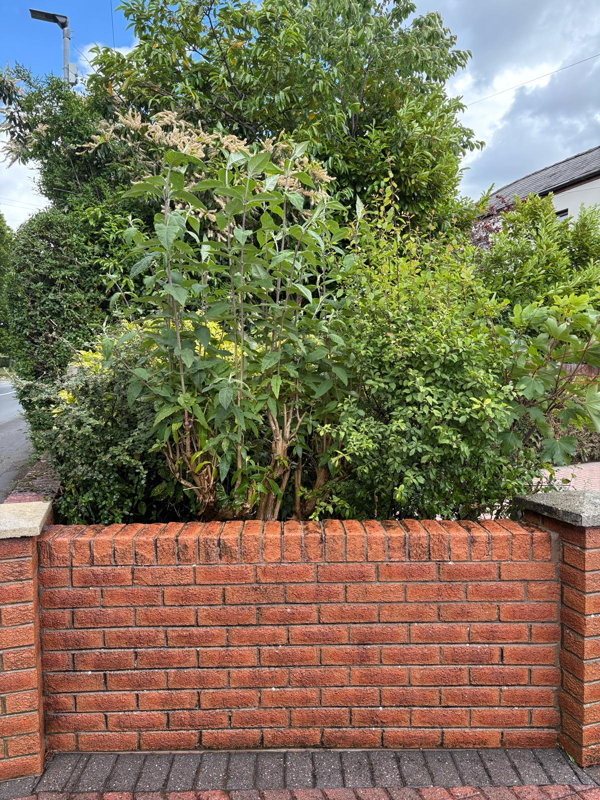 Brick boundary wall before cleaning - discoloured brickwork with algae
